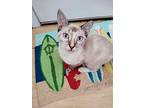 Bluebell, Siamese For Adoption In Mobile, Alabama