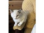 Zack, Domestic Shorthair For Adoption In Burlington, North Carolina