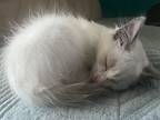 Ziggy 2024, Domestic Mediumhair For Adoption In Burlington, North Carolina
