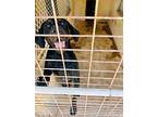 Sanford, Labrador Retriever For Adoption In Reeds Spring, Missouri