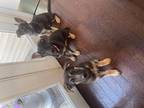 Akc German Shepherd Puppies