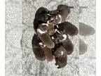 Australian Shepherd PUPPY FOR SALE ADN-842697 - Australian Shephard Litter