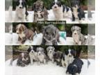 Miniature Bernedoodle PUPPY FOR SALE ADN-842690 - MINI BERNEDOODLE PUPS BORN