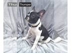 Faux Frenchbo Bulldog PUPPY FOR SALE ADN-842688 - 500 THIS WEEKEND Thumper Male