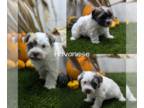 Havanese PUPPY FOR SALE ADN-842687 - Havanese Pups Born Aug 23