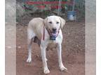 Labrador Retriever PUPPY FOR SALE ADN-842683 - Labrador Retriever Puppies