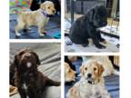 Bernedoodle PUPPY FOR SALE ADN-842682 - Santas Babes