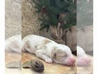 Goldendoodle PUPPY FOR SALE ADN-842673 - Multigeneration Golden Doodle
