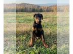 Doberman Pinscher PUPPY FOR SALE ADN-842655 - Doberman Puppies AKC European