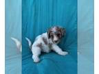 Bernedoodle (Miniature) PUPPY FOR SALE ADN-842665 - miniature bernedoodle