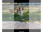 American Corgi PUPPY FOR SALE ADN-842625 - Maggie 8 months