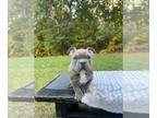 American Bully Mikelands PUPPY FOR SALE ADN-842589 - Exotic Micro Bully