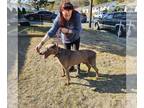 Doberman Pinscher PUPPY FOR SALE ADN-842568 - Stud Male for sale