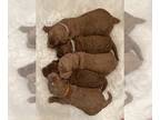 Goldendoodle (Miniature) PUPPY FOR SALE ADN-842562 - Red F1BB Mini Goldendoodles