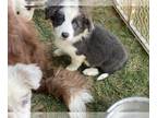 Border Collie PUPPY FOR SALE ADN-842558 - Slate Blue Border Collie Female
