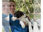 Border Collie PUPPY FOR SALE ADN-842556 - Red and White Border Collie Male