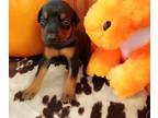 Doberman Pinscher PUPPY FOR SALE ADN-842548 - European Dobermans