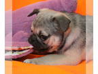 Pug PUPPY FOR SALE ADN-842543 - Pugsly Male Fawn