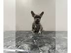 French Bulldog PUPPY FOR SALE ADN-842513 - Frenchie puppies