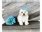 Bichpoo PUPPY FOR SALE ADN-842496 - Bichpoo