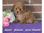 Poodle (Toy) PUPPY FOR SALE ADN-842464 - Sweet toy Poodle puppy