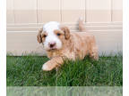 Bernedoodle (Miniature) PUPPY FOR SALE ADN-842461 - Bernedoodle Apricot with