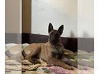 Belgian Malinois PUPPY FOR SALE ADN-842445 - Belgian Malinois Puppies