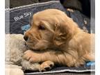 Golden Retriever PUPPY FOR SALE ADN-842701 - 2 Litters 2 days Apart