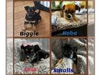 Chorkie PUPPY FOR SALE ADN-842632 - Chorkie Litter