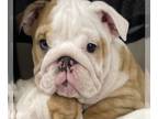English Bulldog PUPPY FOR SALE ADN-842575 - English Bulldog puppy