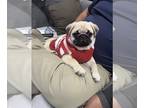 Pug PUPPY FOR SALE ADN-842546 - Mechita
