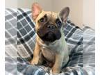 French Bulldog PUPPY FOR SALE ADN-842542 - AKC Alpha Adorable Male French