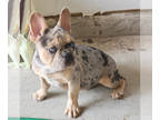 French Bulldog PUPPY FOR SALE ADN-842541 - Simba