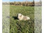 Border-Aussie PUPPY FOR SALE ADN-842490 - BorderAussie