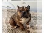 American Bully PUPPY FOR SALE ADN-842695 - American Bully