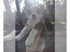 Siberian Husky PUPPY FOR SALE ADN-842693 - RED WHITE MALE 2