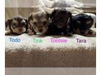 YorkiePoo PUPPY FOR SALE ADN-842691 - AE Party Pups By Design on FB YorkiePoos