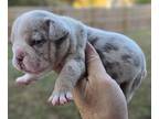 Bulldog PUPPY FOR SALE ADN-842666 - Bulldog