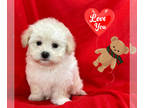 Maltipoo PUPPY FOR SALE ADN-842653 - ADORABLE MALTIPOO PUPPIES
