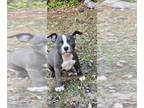 American Bully PUPPY FOR SALE ADN-842651 - Male American Bully