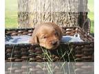 Golden Retriever PUPPY FOR SALE ADN-842638 - Champion Bloodline Golden Retriever