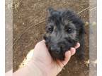 Goldendoodle PUPPY FOR SALE ADN-842637 - goldendoodle Dusty