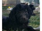 Goldendoodle PUPPY FOR SALE ADN-842636 - goldendoodle Maria