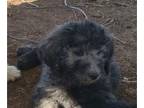 Goldendoodle PUPPY FOR SALE ADN-842635 - goldendoodle Maurnie