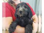 Goldendoodle PUPPY FOR SALE ADN-842634 - goldendoodle Olivia