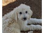Goldendoodle PUPPY FOR SALE ADN-842633 - Goldendoodle Elsa