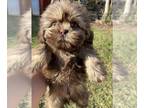 Shih Tzu PUPPY FOR SALE ADN-842631 - CKC shihtzu