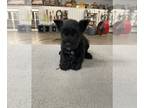 Schnauzer (Miniature) PUPPY FOR SALE ADN-842624 - Black Male Miniature Schnauzer