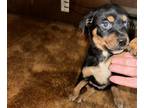 Rottweiler-American Pit Bull Terrier PUPPY FOR SALE ADN-842604 - Pitbull and