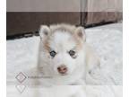 Pomsky PUPPY FOR SALE ADN-842601 - JoJo Pomsky